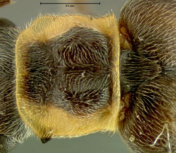 Media type: image;   Entomology 24182 Aspect: pronotum dorsal